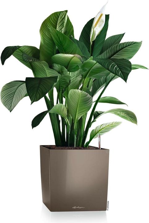 Actual product image Lechuza Cube (39 cm)