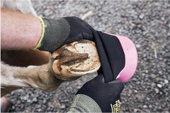 Immagine prodotto Kerbl Scarpa di trattamento Tubbease per zoccoli di cavallo