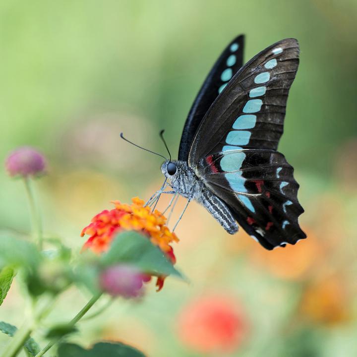 Produktbild Venus Optic Laowa 100mm f/2.8 Ultra Macro APO Nikon Z (Nikon Z, Vollformat)