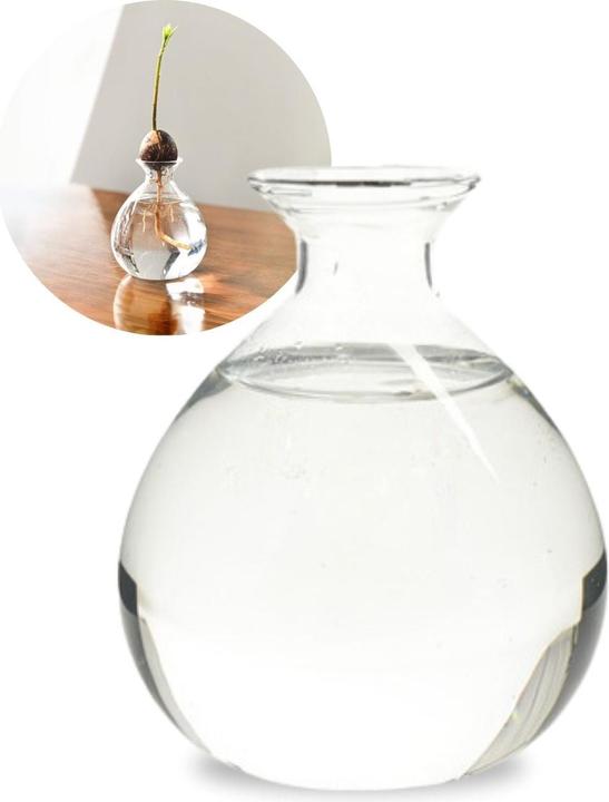 Hermex Avocadobaum-Glas (10 cm)