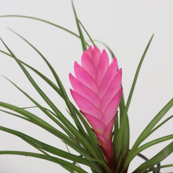 Produktbild Plant in a Box Tillandsia - 3er Mischung Tillandsien auf dekorativen Spirale (5 cm)