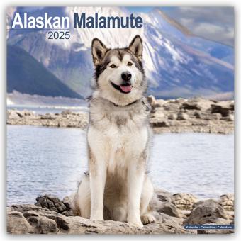 Actual product image Avonside Publishing Ltd:Alaskan Malamute (305 x 305 mm, Hardcover, English)