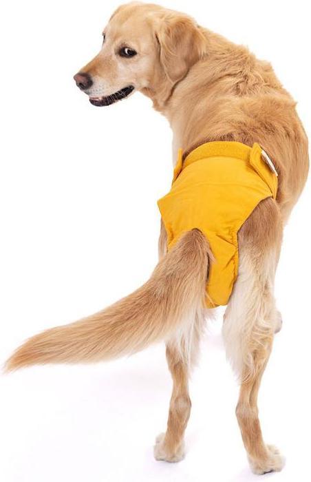 Produktbild Lill's Läufigkeitshöschen aus Bio-Baumwolle Lou (Hund)