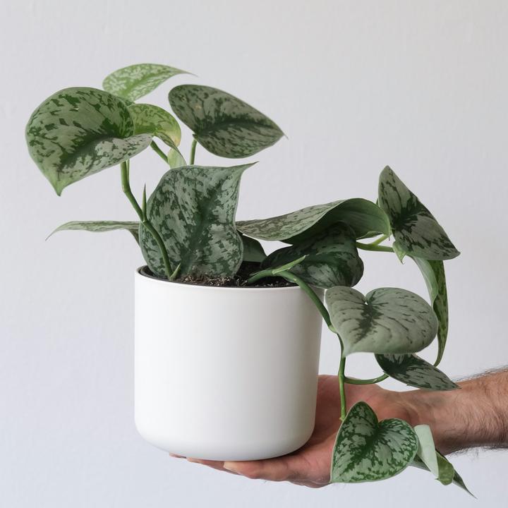 Actual product image Plant in a Box Philodendron Scandens Brasil, Epipremnum Trebi, Epipremnum Aureum - set of 3 ivy plants (25 cm)