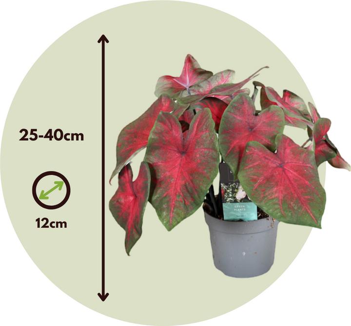Actual product image Plant in a Box Caladium Postman Joyner - Set of 2 Arum (25 cm)