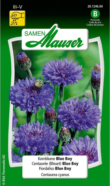 Image du produit Samen Mauser pageboy (Graines de plantes)