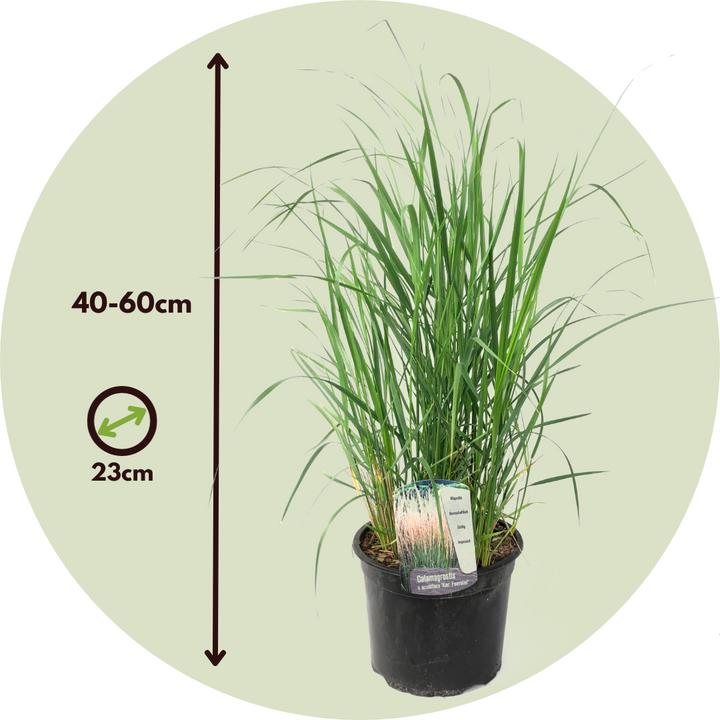 Produktbild Plant in a Box Calamagrostis x acutiflora 'Karl Foerster' - Waldstraussgras (40 cm)