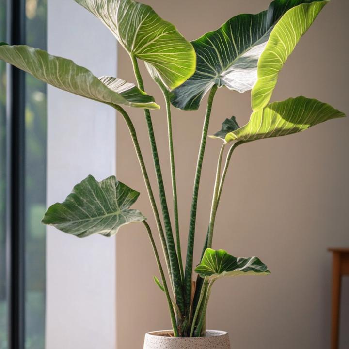 Produktbild Plant in a Box Alocasia zebrina - Alokasie (150 cm)