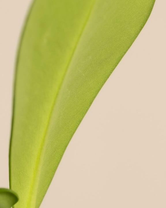 Actual product image feey Clusia rosea 'Princess' (45 cm, Freshly repotted)