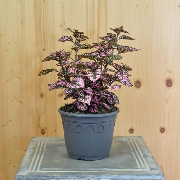 Produktbild Säntispracht 3 er Set, Trend-Blattschmuckpflanze - Die Punktblume - Hypoestes phyllostachya Hippo Pink (60 cm)