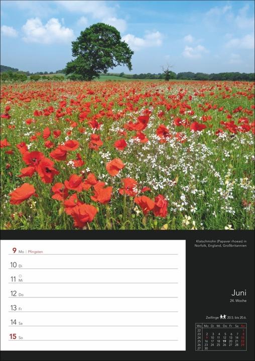 Produktbild Harenberg Colourful World Wochenplaner 2025 (Harter Einband, Deutsch)