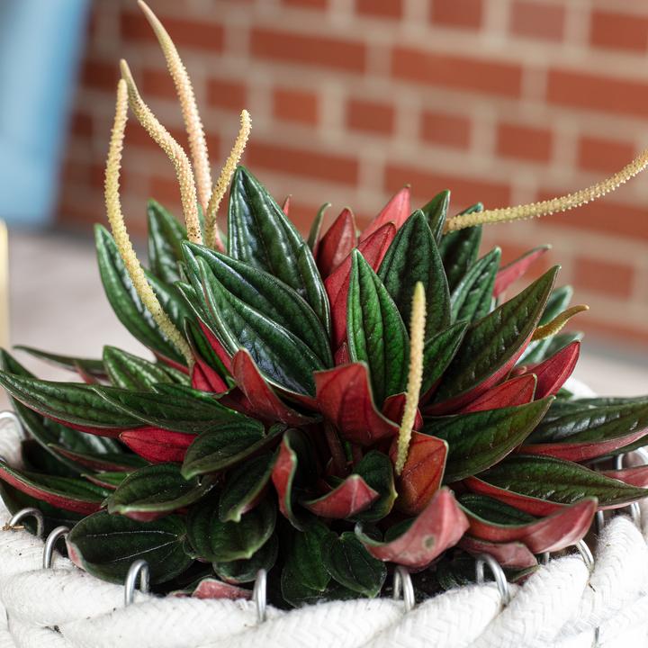 Produktbild Flowerbox Smit Rosso - Peperomia (15 cm)