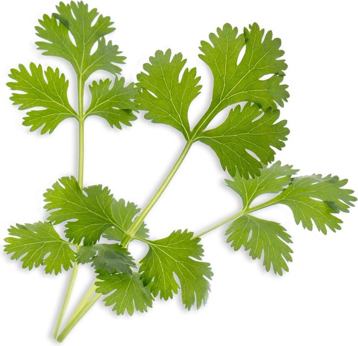 Produktbild Véritable Bio-Koriander (Kräutersamen)