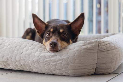 Immagine prodotto Karlie Letto a sdraio in velluto (Cane)