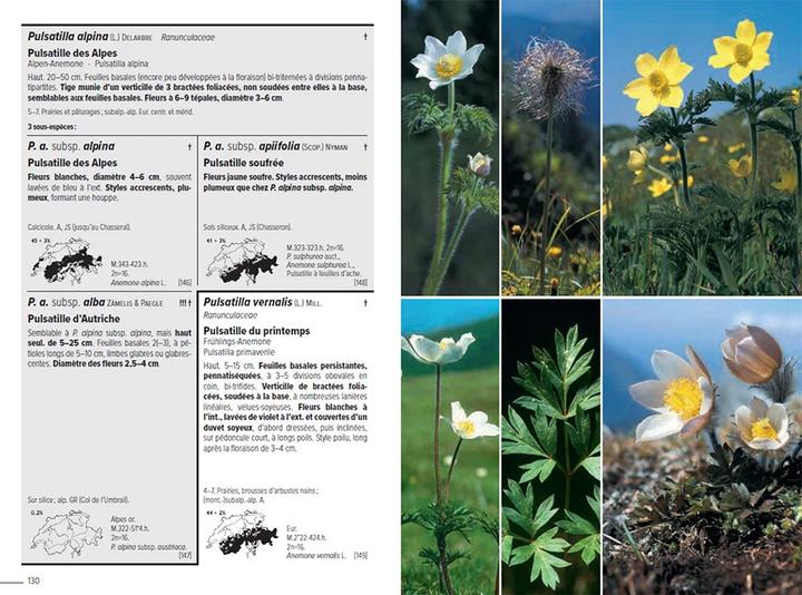 Produktbild Flora Helvetica - Flore illustrée de Suisse (Französisch, Gerhart Wagner, Konrad Lauber, Andreas Gygax, Ernest Gfeller, Anne-Laure Maire, 2024)