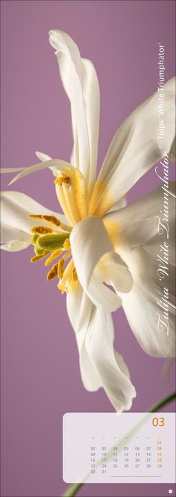 Produktbild Magic Flowers Vertical Kalender 2026 (24,5 x 69 cm, Harter Einband, Deutsch)