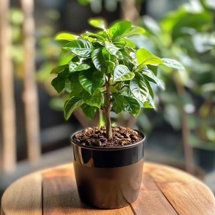 Produktbild Plant in a Box Coffea arabica - 4er Set Kaffeepflanze (25 cm)