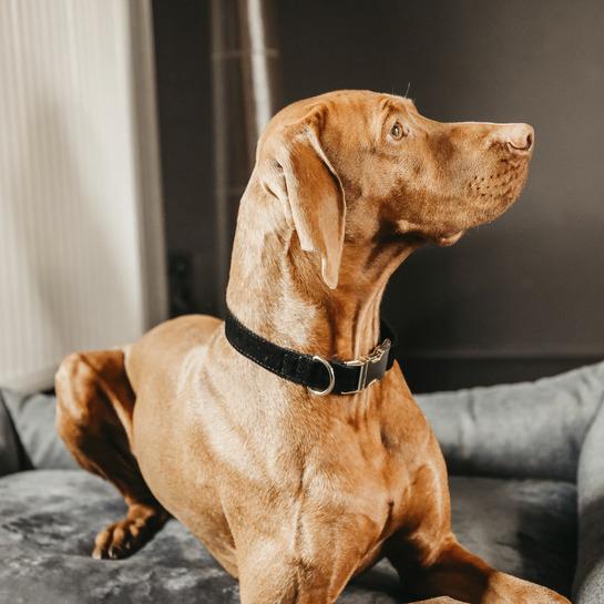 Produktbild Kentucky Dogwear Hundehalsband corduroy (XS, Hund)