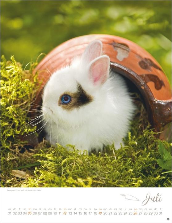 Image du produit Kaninchenkinder Posterkalender 2026 (34 x 44 cm, Couverture rigide, Allemand)