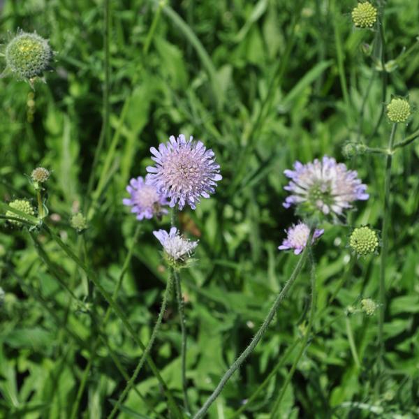 Produktbild Säntispracht 4 er Set, Die heimische Feld-Witwenblume - Knautia arvensis Feld-Witwenblume (100 cm)