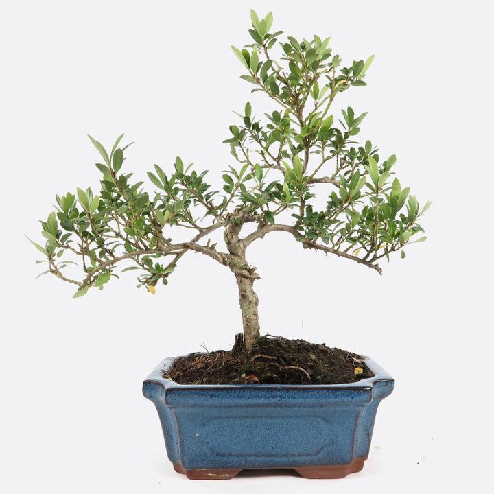 Image du produit Bonsai.ch Ilex crenata Houx du Japon