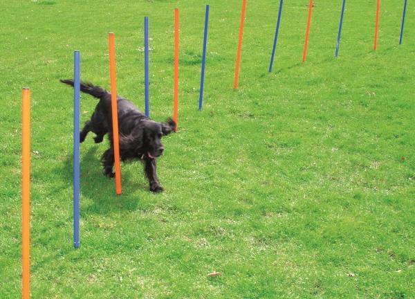 Image du produit Pawise Agility 12pcs Poles - (636.9000) (Agility)