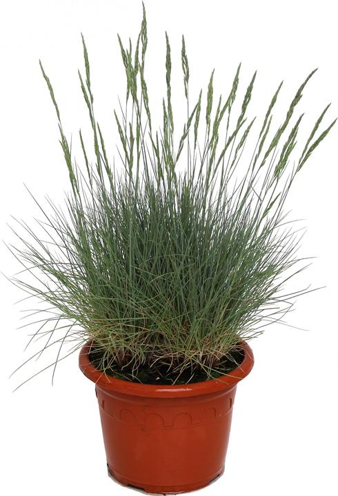 Produktbild Zulauf Blau-Schwingel / Festuca glauca (20 cm)
