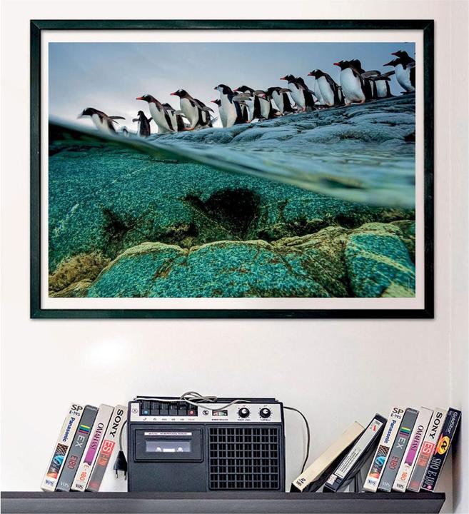 Actual product image Clementoni Puzzle National Geographics - Penguin, 1000 pieces. (1000 pieces)