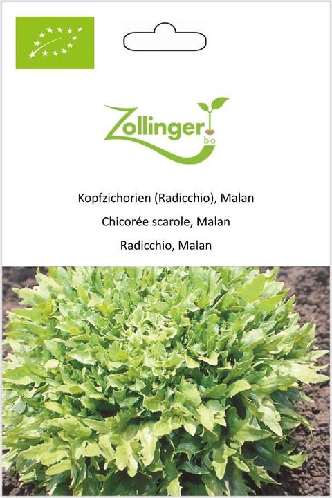 Produktbild Zollinger Bio Kopfzichorien (Radicchio), Malan (Keimlinge)