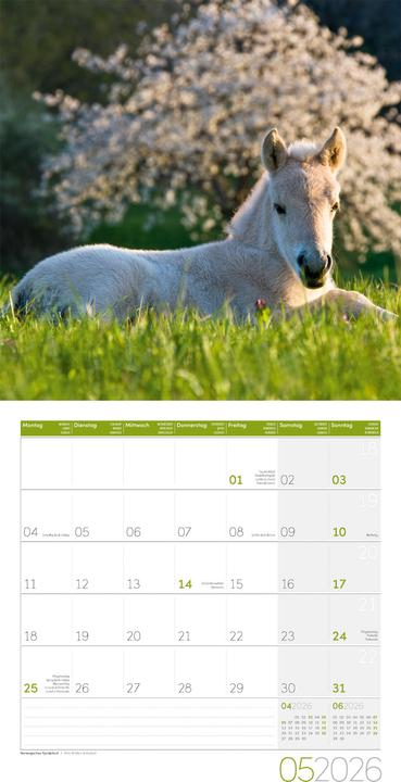 Actual product image Pferde Kalender 2026 - 30x30 (30 x 30 cm, Hardcover, German)
