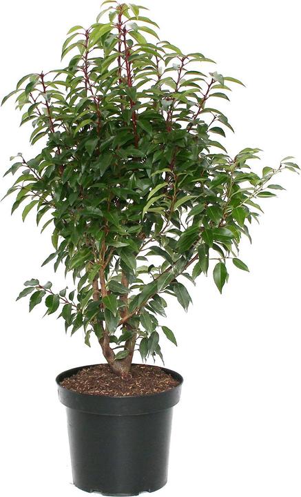 Immagine prodotto Zulauf Portugiesischer Kirschlorbeer / Prunus lusi. 'Angustifolia' (100 cm)