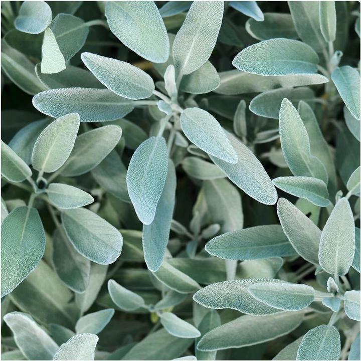 Actual product image Rausch Silver Shine Scalp Tonic Sage 200 ml (200 ml)