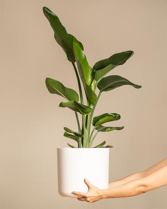Actual product image feey Strelitzia XL (110 cm, Freshly repotted)