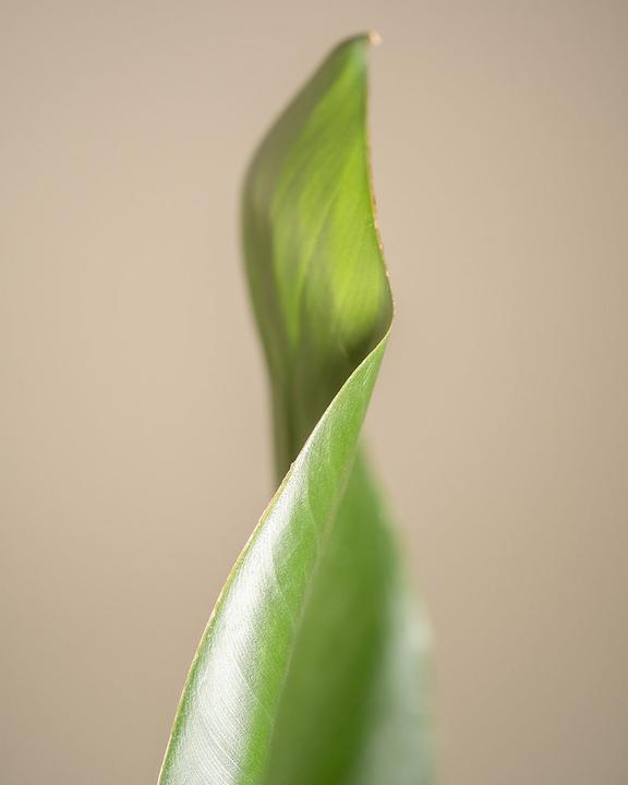 Actual product image feey Strelitzia XL (110 cm, Freshly repotted)