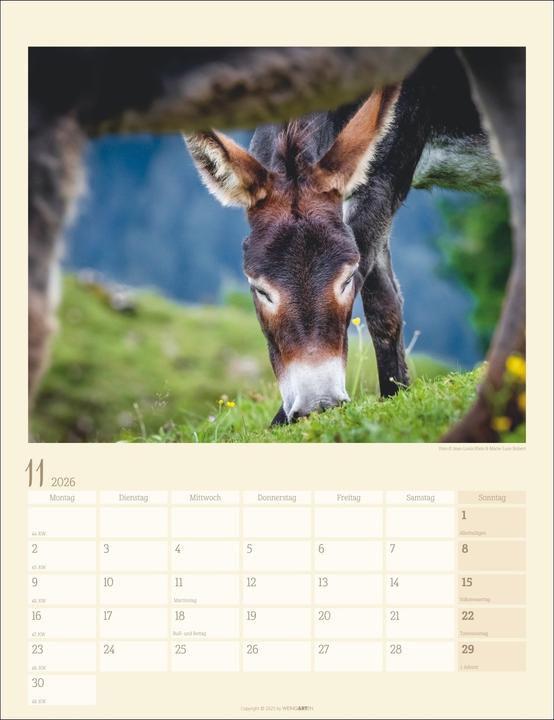 Produktbild Esel Kalender 2026 (30 x 39 cm, Deutsch)