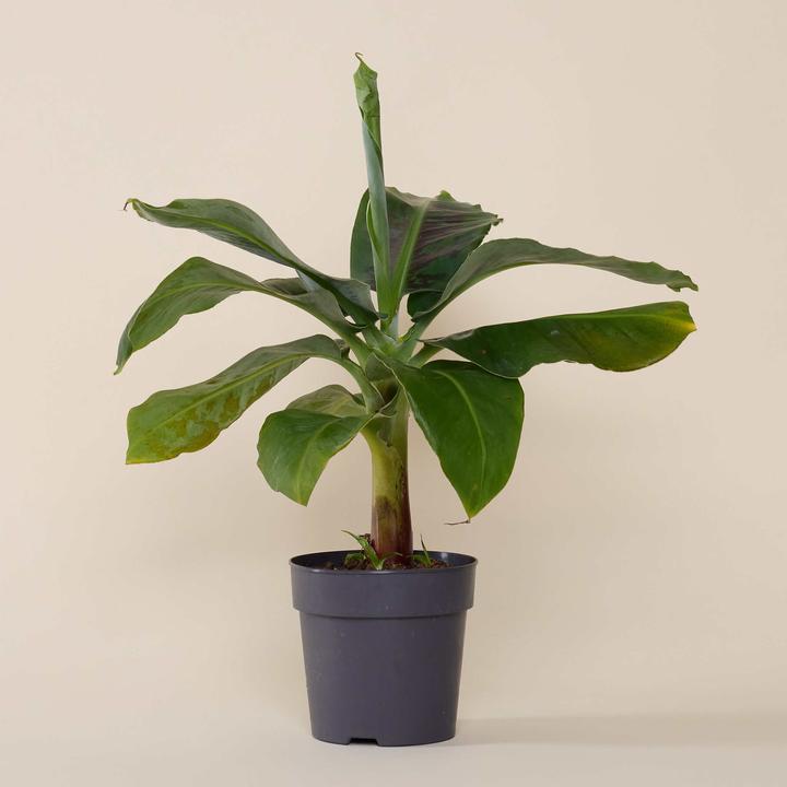 Produktbild Mary and Plants Bananenpflanze mit HAY Topf in Schwarz (45 cm)