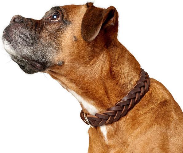 Produktbild Hunter Halsband Solid Education Special (35, 36, 37, 38, 39, 40, 41, 42, 43, 44, Hund)