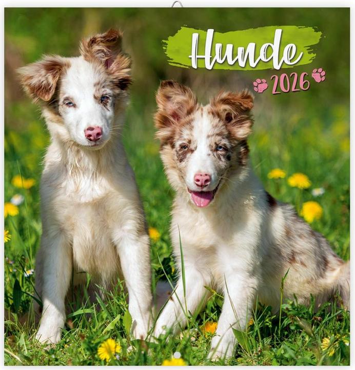 Immagine prodotto Calendario opuscoloCani2026 (30 x 30 cm, Copertina rigida, Tedesco)