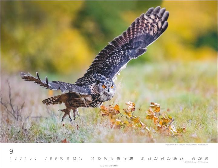 Immagine prodotto Eulen Kalender 2026 (44 x 34 cm, Copertina rigida, Tedesco, Inglese)