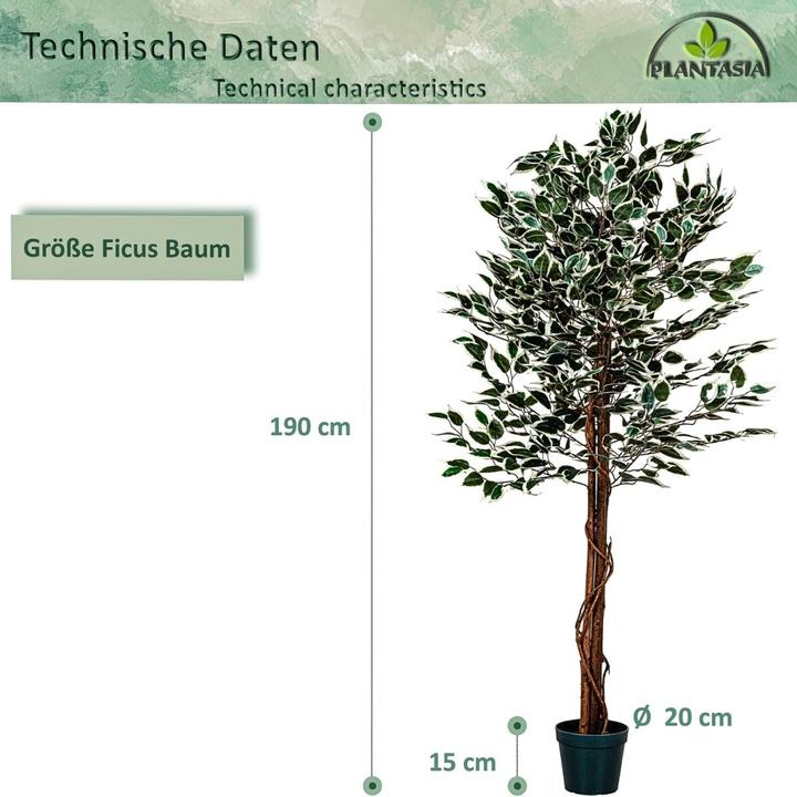 Produktbild Plantasia Ficus Benjamin (190 cm)