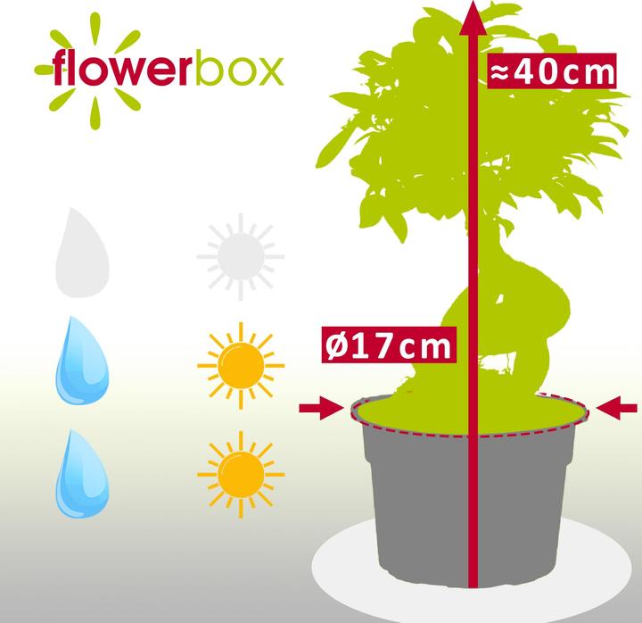Actual product image Flowerbox Chinese Banyan - height ca. 40 cm, pot-Ø 17 cm - Ficus Ginseng (40 cm)
