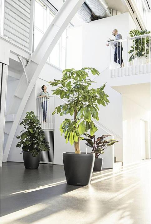 Actual product image Lechuza Classico (43 cm)