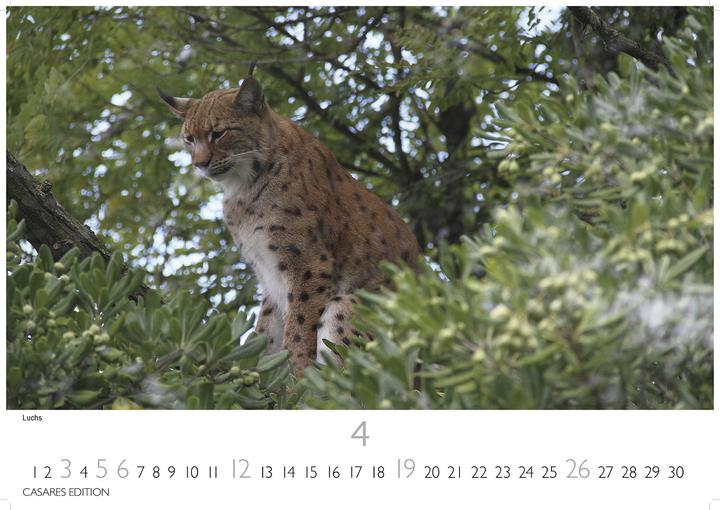 Produktbild Big Cats 2026 S 24x35cm (24 x 35 cm, Deutsch)