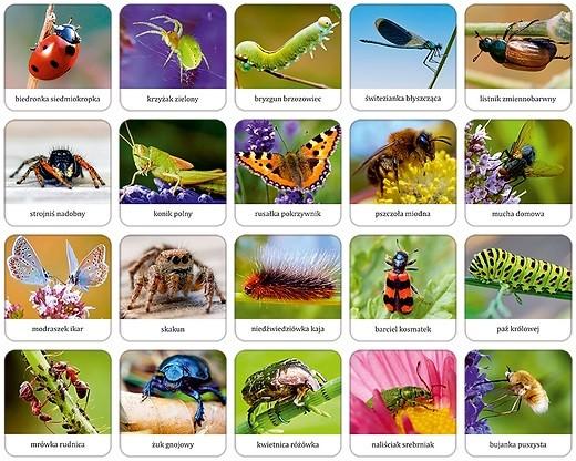 Produktbild Adamigo Spiel Insekten und Spinnen polnisches Gedächtnis