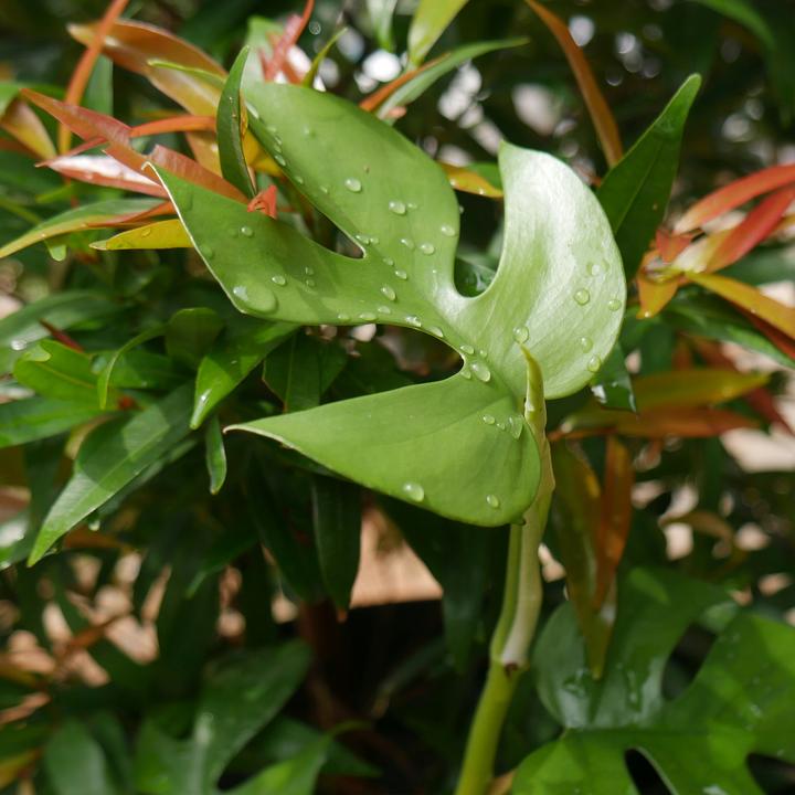 Actual product image Plant in a Box Rhaphidophora Tetrasperma - Monstera Minima (20 cm)