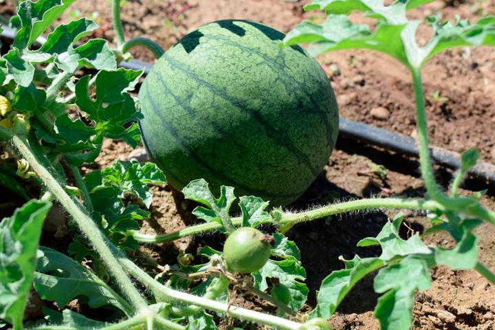 Image du produit Living Seeds Wassermelone Sugar Baby (Graines de légumes)
