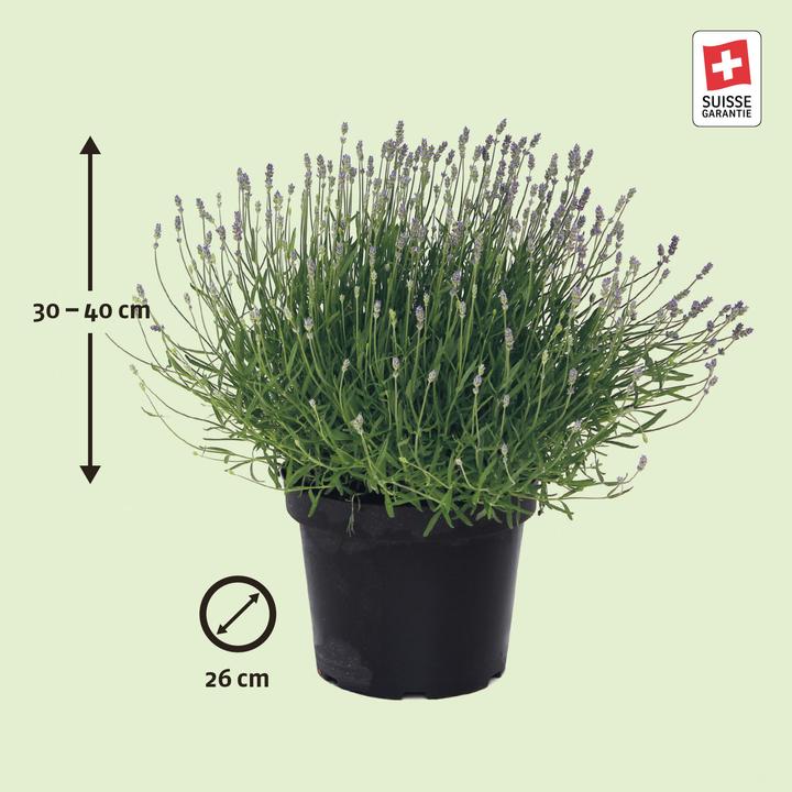 Image du produit Zulauf Lavendel / Lavandula angust. 'Hidcote' (30 cm)