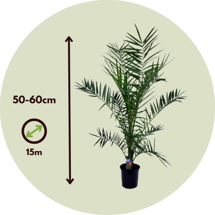 Produktbild Plant in a Box Phoenix canariensis - 2er Set Kanarische Dattelpalme (50 cm)