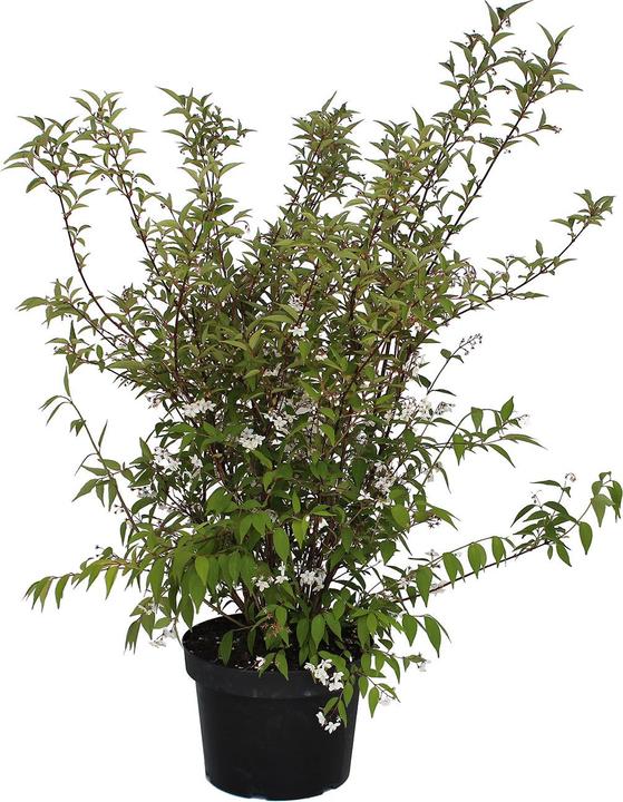 Produktbild Zulauf Kalmien-Deutzie / Deutzia purp. 'Kalmiiflora' (100 cm)
