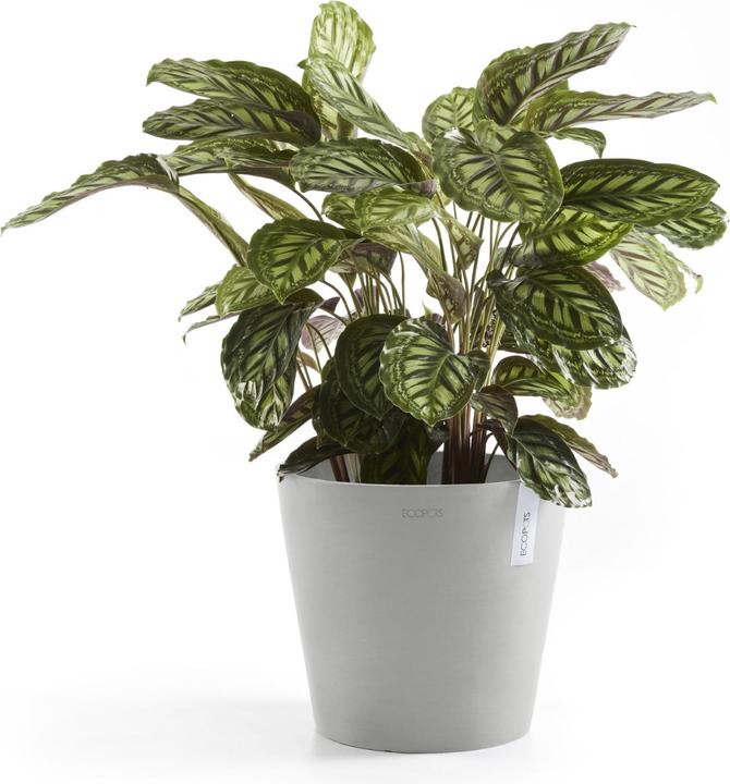Actual product image Ecopots Amsterdam + Wasserbehälter (40 cm)